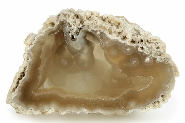 Agatized Fossil Coral Geode - Florida #256474